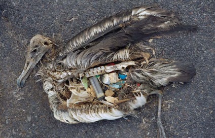 pacific_ocean_garbage_patch_pollution_plastic_albatross_chick_q_48866